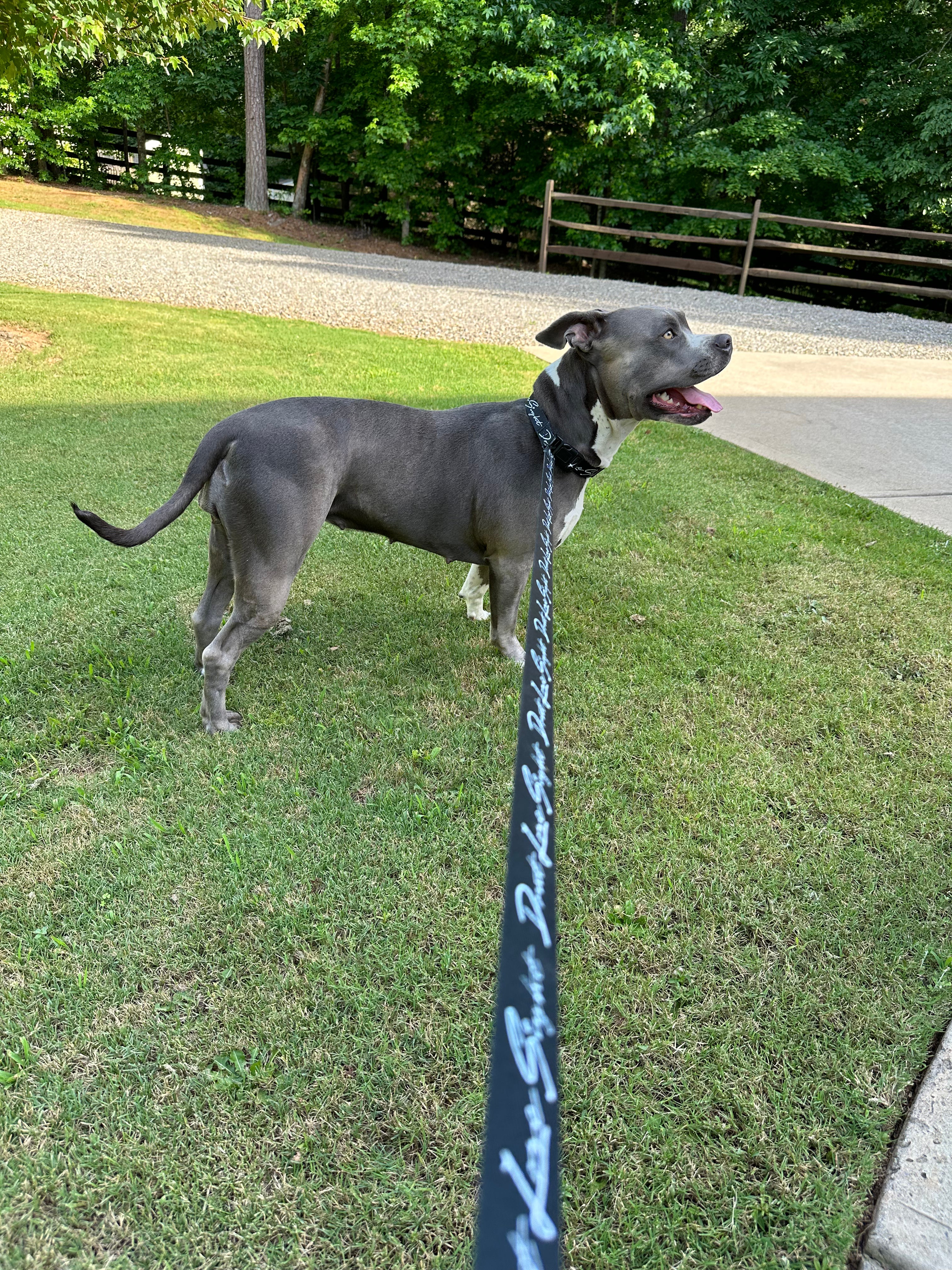 Signature Pet Leash